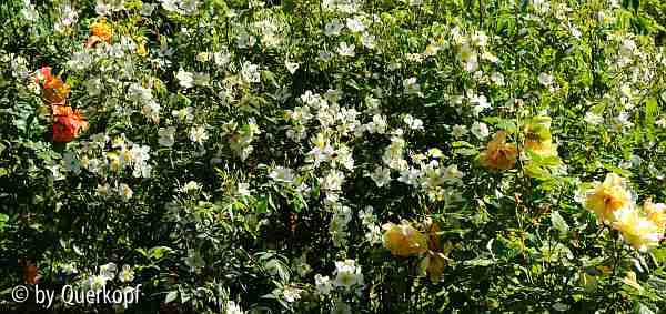 Blütenberg, R. moschata