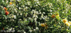 Blütenberg, R. moschata