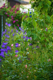 Campanula medium
