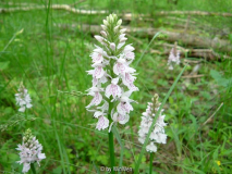 Dactylorhiza maculata in Schweden