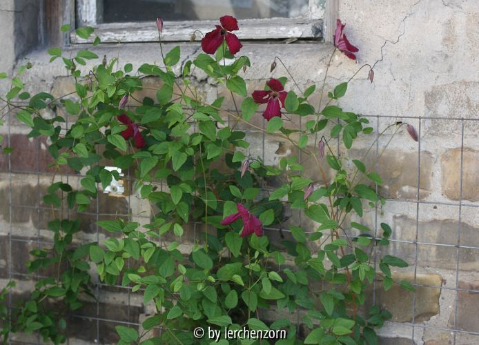 Clematis viticella KERMESINA