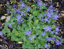 Campanula_garganica-BlueDiamond_14-1a.jp