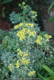 Ruta_graveolens-Variegata_14-1.jpg