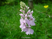 Dactylorhiza maculata in Schweden