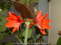 Hippeastrum-orangerot2012