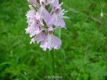 Dactylorhiza maculata in Schweden