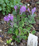 Scutellaria indica var_ parvifolia_14-1.