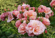 Rose-ScentedWhisper_14-3.jpg