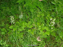 Platanthera bifolia in Schweden (Nattviol)