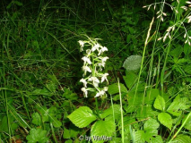 Platanthera bifolia in Schweden (Nattviol)