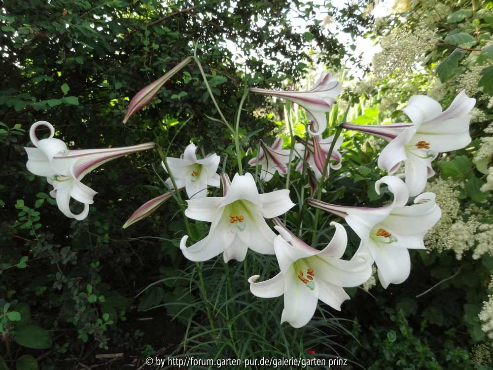 Lilium formosanum var. pricei June 2014