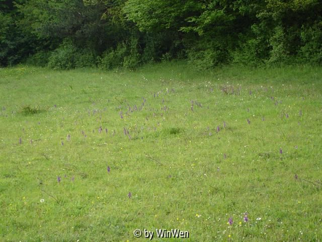 Orchis morio nahe Mödling bei Wien