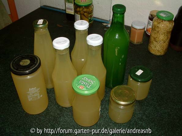 Holunderblütensirup2014