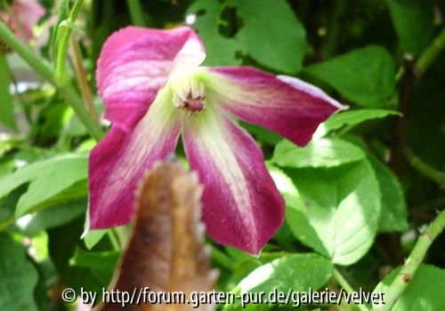 Clematis viticella Minuet o. Walenburg?