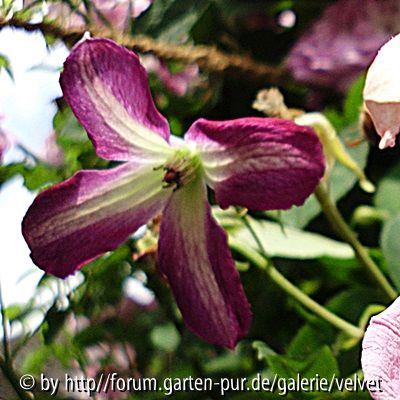 Clematis viticella Minuet o. Walenburg?1