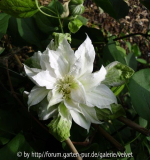 Clematis Arctic Queen