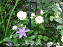 Clematis Justa mit Perpetually Yours