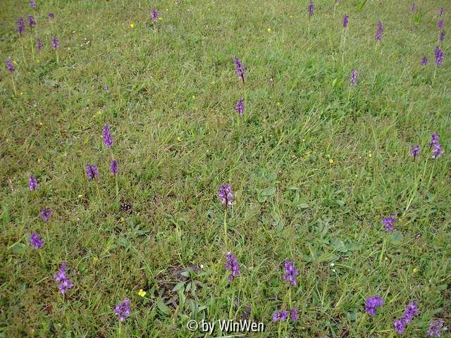 Orchis morio nahe Mödling bei Wien