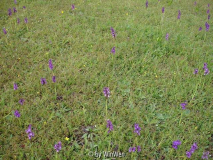 Orchis morio nahe Mödling bei Wien