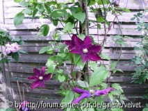 Clematis Warszawska Nike mit Rose Comtesse de Murinais