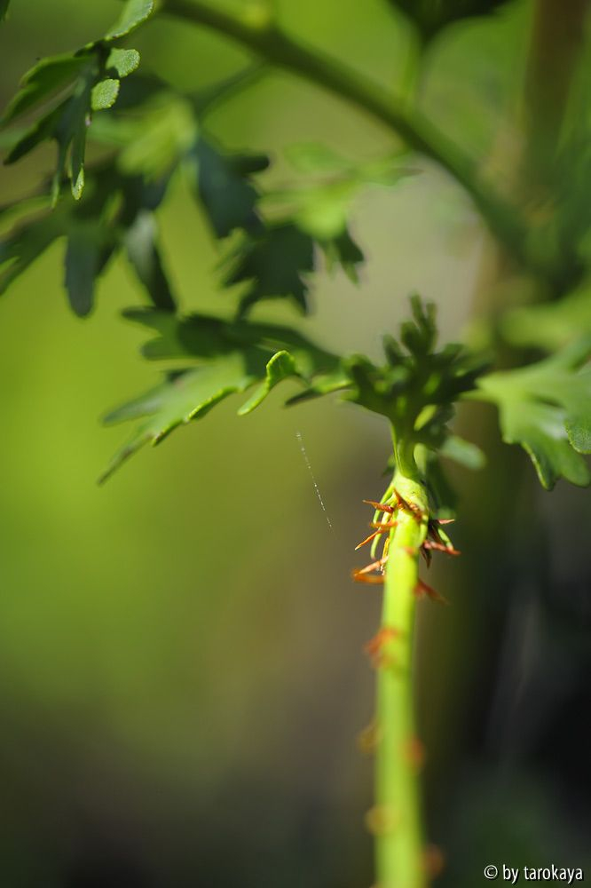 phyllocladus stacheln neuer zweig