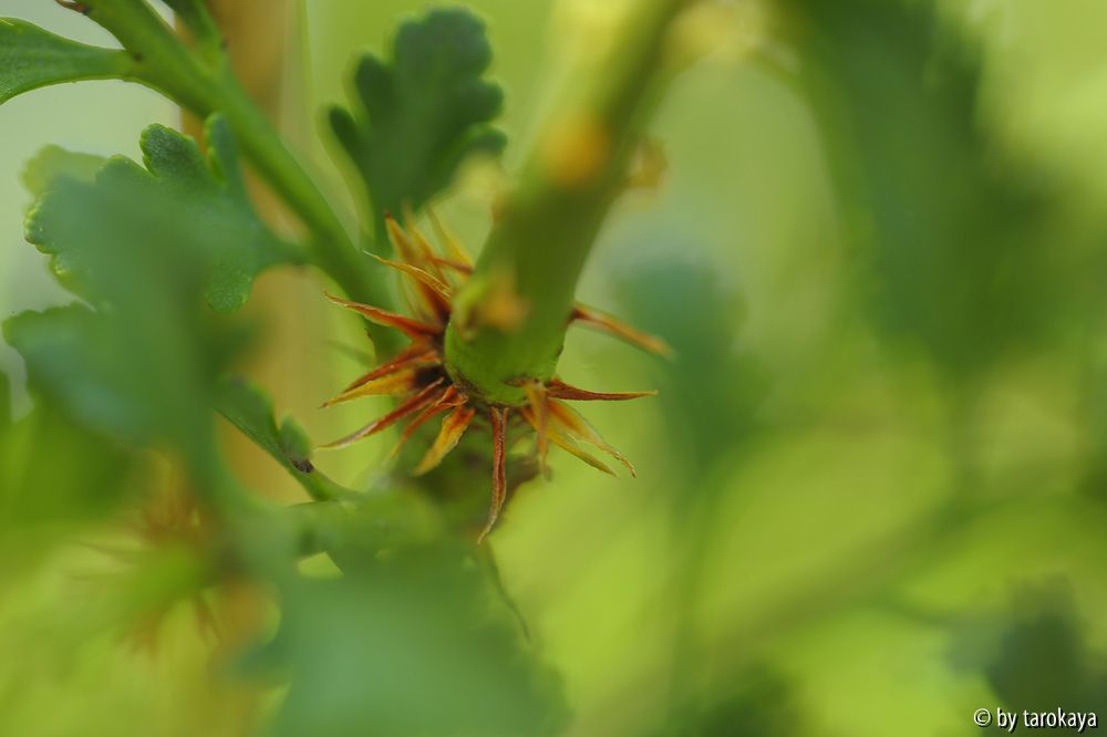 phyllocladus stachelkranz