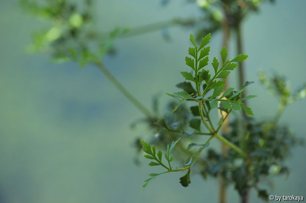 phyllocladus trichomanoides2