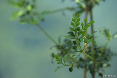 phyllocladus trichomanoides2