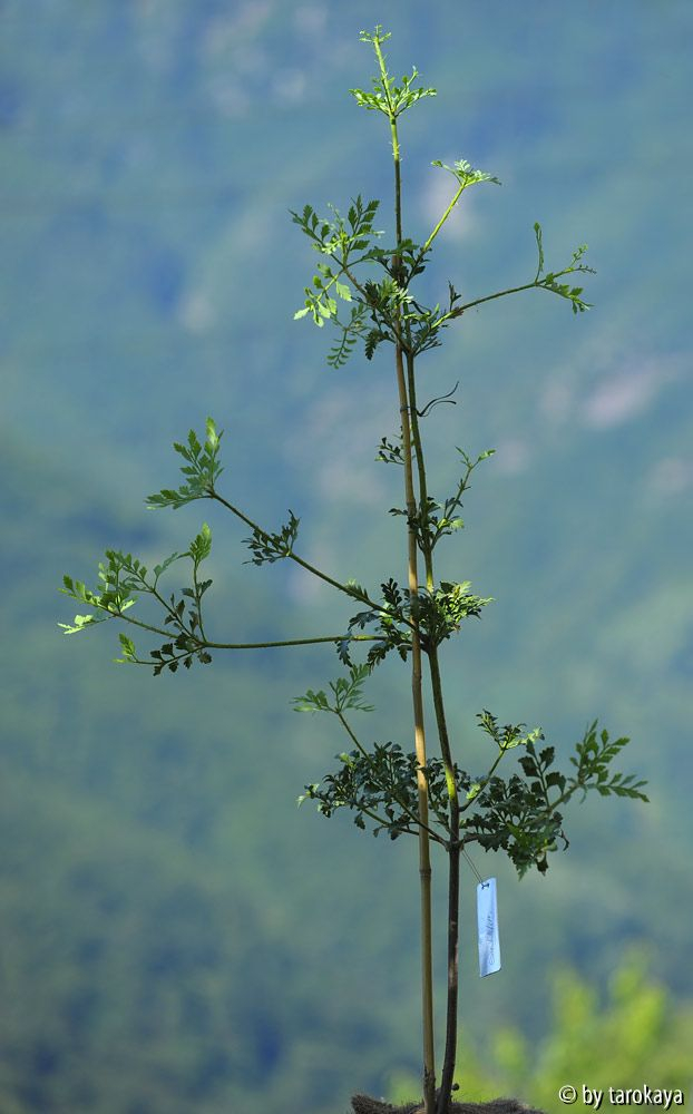 phyllocladus trichomanoides14