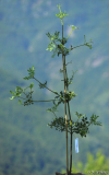 phyllocladus trichomanoides14