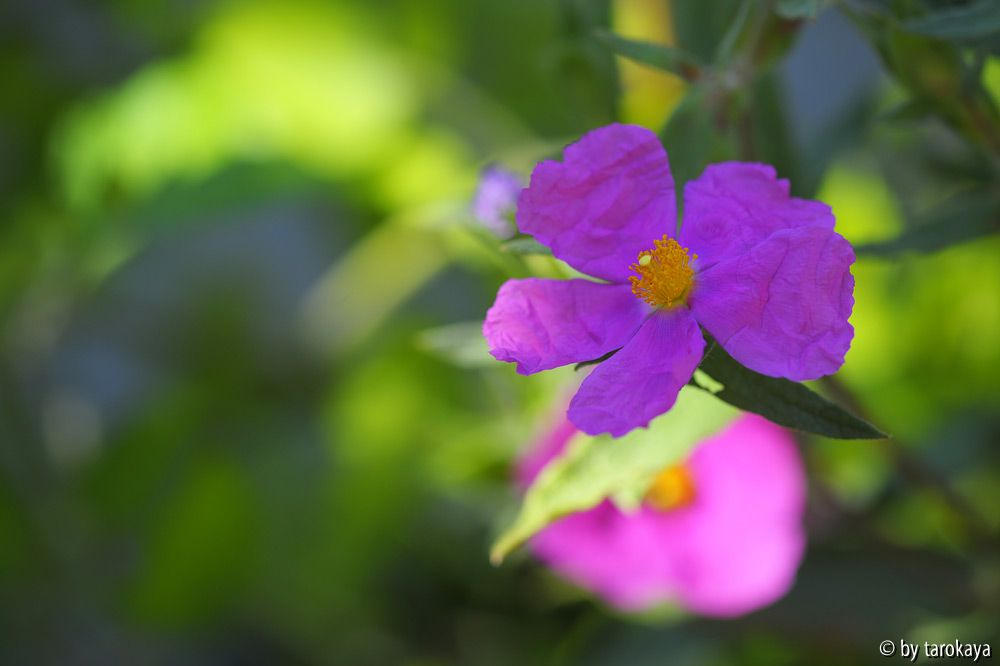 cistus incanus ssp creticus2