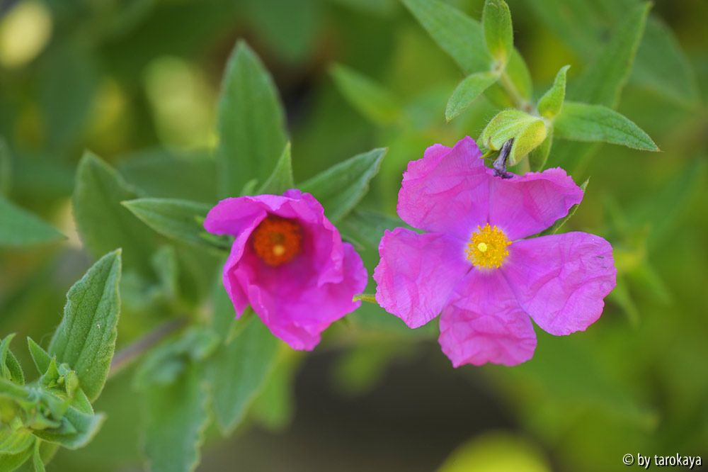 cistus incanus ssp creticus