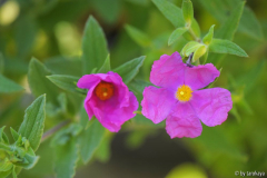 cistus incanus ssp creticus