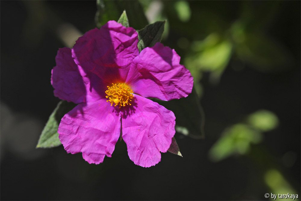 cistus creticus3