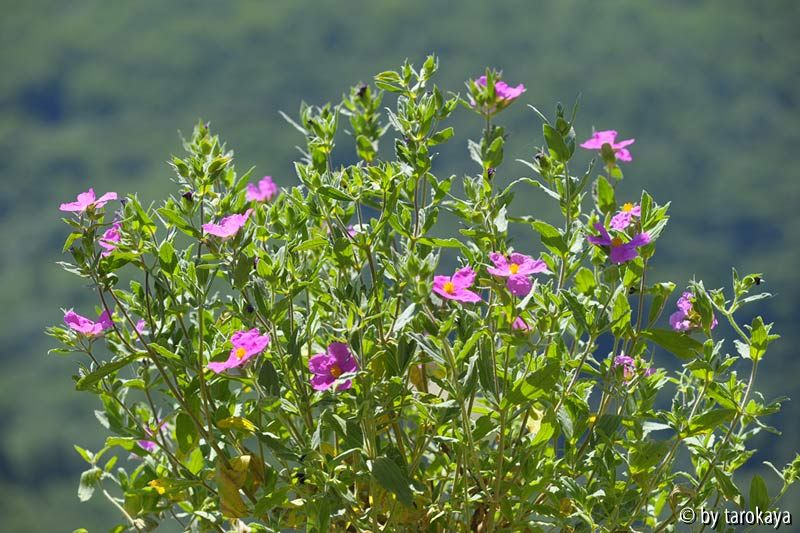 cistus creticus14 ganz