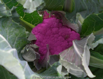 Blumenkohl violett.jpg