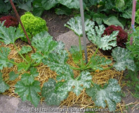 Garten nr3.jpg