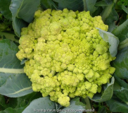 romanesco.jpg