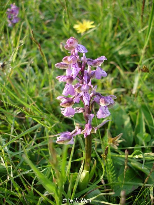 Orchis morio nahe Mödling bei Wien