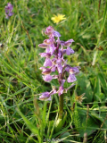 Orchis morio nahe Mödling bei Wien
