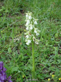 Orchis morio nahe Mödling bei Wien