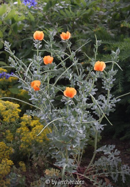 Glaucium flavum var. aurantiacum