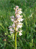 Orchis morio nahe Mödling bei Wien