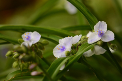 Tradescantia Osprey