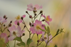 Sternenflor
