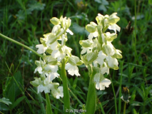 Orchis morio nahe Mödling bei Wien