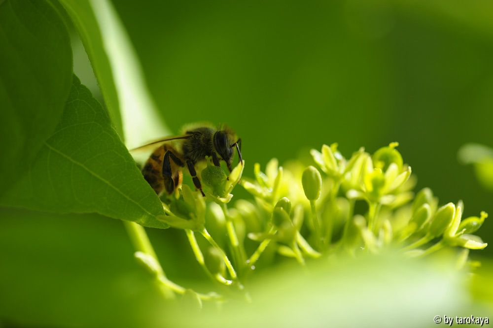 ptelea bienenfrühstück