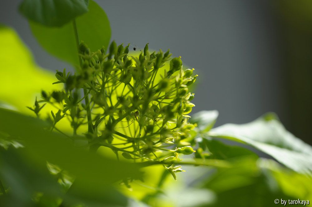 ptelea blüte mit spinne