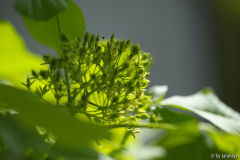 ptelea blüte mit spinne