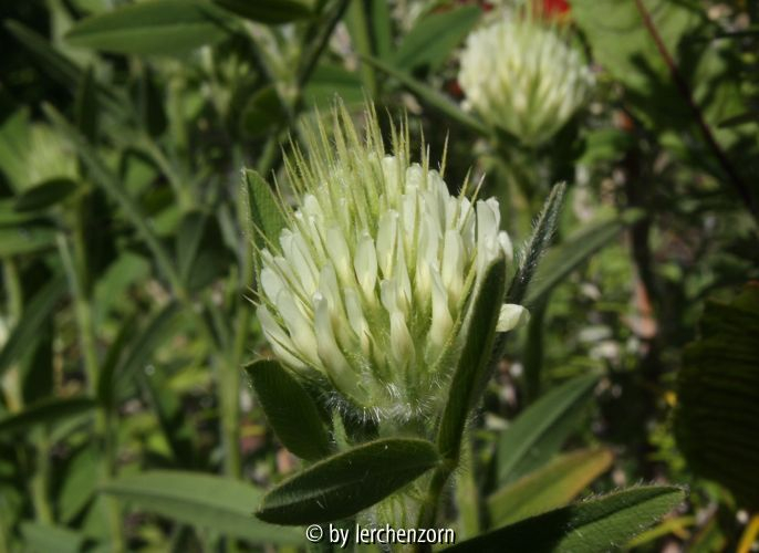 Trifolium ochroleucon